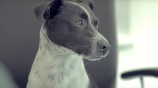 Bürohund Janosch