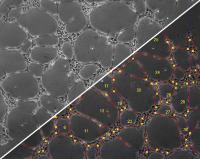 ACAS - Automatische Bildanalyse für zellbasierte Assays