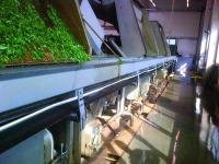 NSK Molded-Oil bearings extend service life in food plant conveyor application