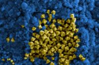 Nanomaterialien: ZVO plädiert für partikelgrößenbezogene Einstufung