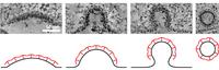 EMBL Scientists solve decades-old cell biology puzzle
