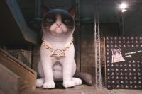 Riesige Nachbildung von Grumpy Cat