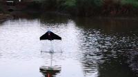 «Flugfisch»-Roboter kann tauchen und fliegen