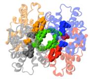 Optimiertes Hämoglobin von Mensch und Schnabeltier