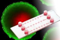 Long-Term Spheroid Culture and High-Resolution Imaging