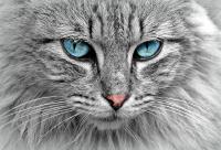Katzen würden Cat-Domains registrieren....