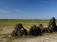 Biodiversity in post-mining areas