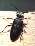 Globalisierung braucht Insektenschutz made in Germany