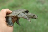 Wie das Essen von Schildkröten zum Artenschutz beitragen könnte
