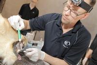 Krone für den König der Tiere