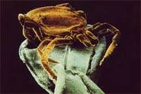 FSME: Invasion der kleinen Monster