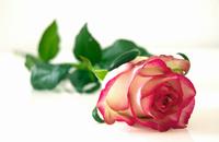 Flowers-Domains- die Domains für Blumen