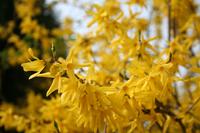 Lebendige Zäune: Die richtige Hecke für den Garten