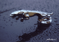 Die Krönung jeder Raubkatze: Arden Jaguar Haubenfigur