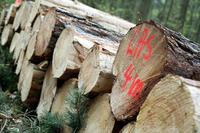 Tagung zur Holzlogistik