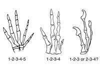 Die fünf Finger der Vögel: Neue Forschungsergebnisse zur Evolution von Vögeln
