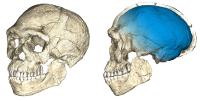 Der Homo sapiens ist älter als gedacht