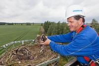 Fischadler bekommen "Ausweise"