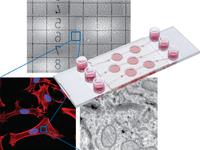 ibidi Produktneuheit: µ-Slide CorrSight™ Live - Für Korrelative Licht- und Elektronenmikroskopie (CLEM)