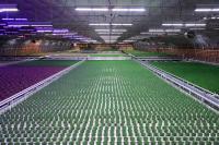 Fluence by Osram Introduces Horticultural LED lighting solutions to European Market