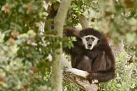 Erbgut aller Stämme des Gibbon-Leukämievirus vollständig entschlüsselt