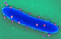 Wer nicht phagt, der nicht gewinnt: Phage4Cure soll "Bakterienfresser" in die klinische Anwendung bringen