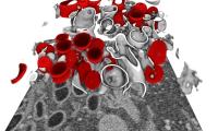 Replication cycle of SARS-CoV-2 in 3D