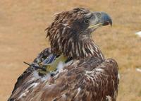 Microwave Telemetry selects Telenor Connexion for global wildlife tracking solution