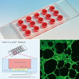 ibidi ermöglicht Angiogenese Assays im Slideformat
