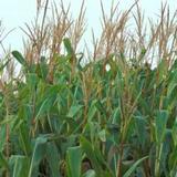 RHEWUM screens Calcium Ammonium Nitrate (CAN)