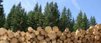 RHEWUM siebt Holzstaub