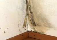 Mietminderung: Wenn es in der Wohnung schimmelt