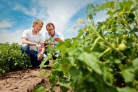Innovationen und Züchtungsfortschritte stärken die Nachhaltigkeit der tomatenverarbeitenden Industrie