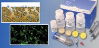 Gebrauchsfertiges Kit zur Aufreinigung und Konzentration von Adenoviren