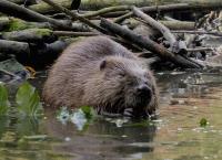 Biber im Fokus: Seltene Tieraufnahmen mit Videokameras von Bosch
