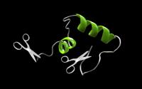 Winziger Unterschied macht Alzheimer-Protein noch schädlicher