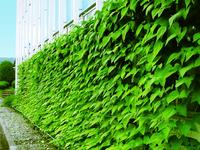 KYOCERA pflanzt "Green Curtains", um neue japanische Energiesparziele zu erreichen