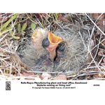 SKYLARKS nesting on Rolls-Royce living Roof