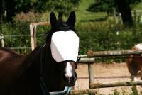 Eye protection for animals