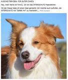 "Rettungshund Timmy" ist das Maskottchen der INTERSCHUTZ 2015
