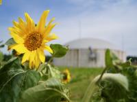 Autark und nachhaltig in der Futterproduktion: Erzeugerzusammenschluss Fürstenhof nutzt 1.500 Tonnen Sonnenblumenkerne aus eigenem Anbau