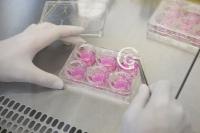 Würzburger Forschungsverbundprojekt will neue Testsysteme für immunonkologische Therapien entwickeln