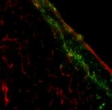 Immunzell-Navigationssystem entschlüsselt