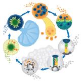 Bluttest ersetzt Biopsie