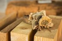 „Sachverständiger für Holzschutz“