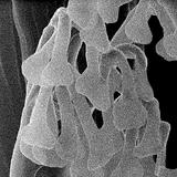 Fascinating Images Reveal Climbing Abilities of Geckos and Spiders