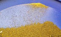 Mawson Resources: Neuentdeckung auf Gold- und Kobaltprojekt Rajapalot