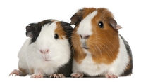 Das Meerschweinchen darf bleiben - Unrechte Klauseln im Mietvertrag