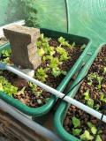 Frischer Fisch - frisches Gemüse - Aquaponic kann das auch in Deutschland mit Solar