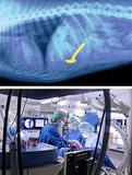 Hightech-Medizin für Haustiere